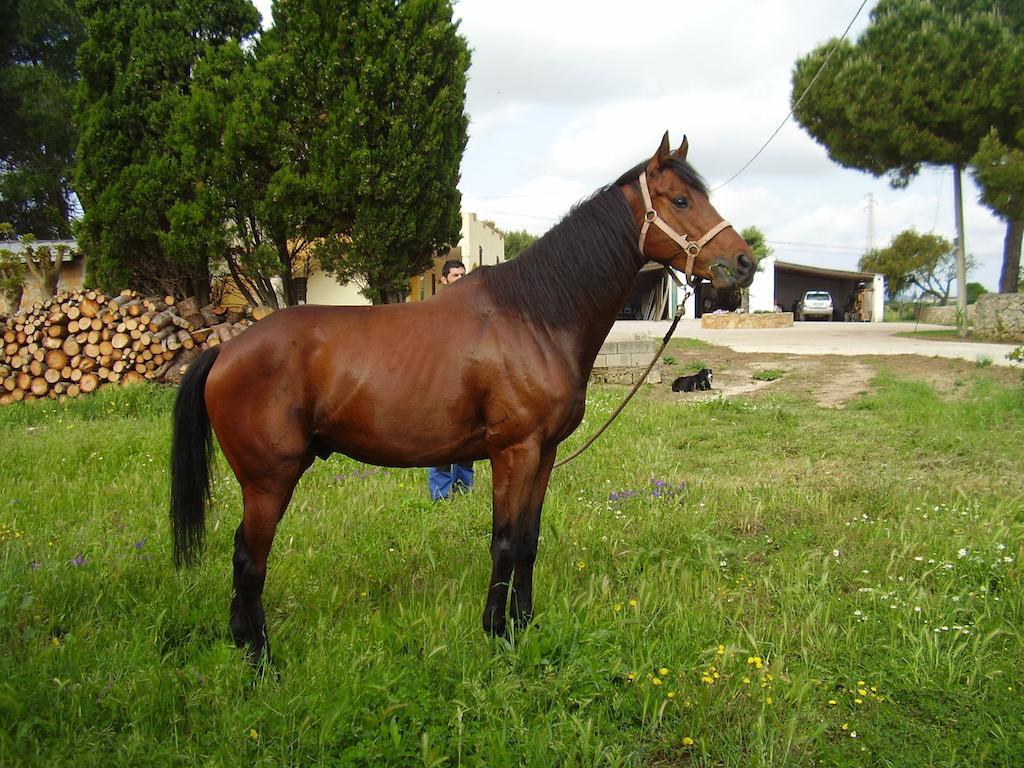 Agriturismo Cuile De Molino Porto Torres Dış mekan fotoğraf
