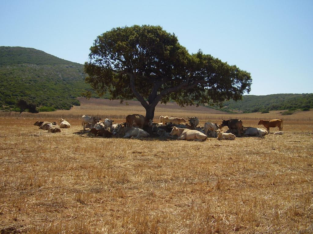 Agriturismo Cuile De Molino Porto Torres Dış mekan fotoğraf
