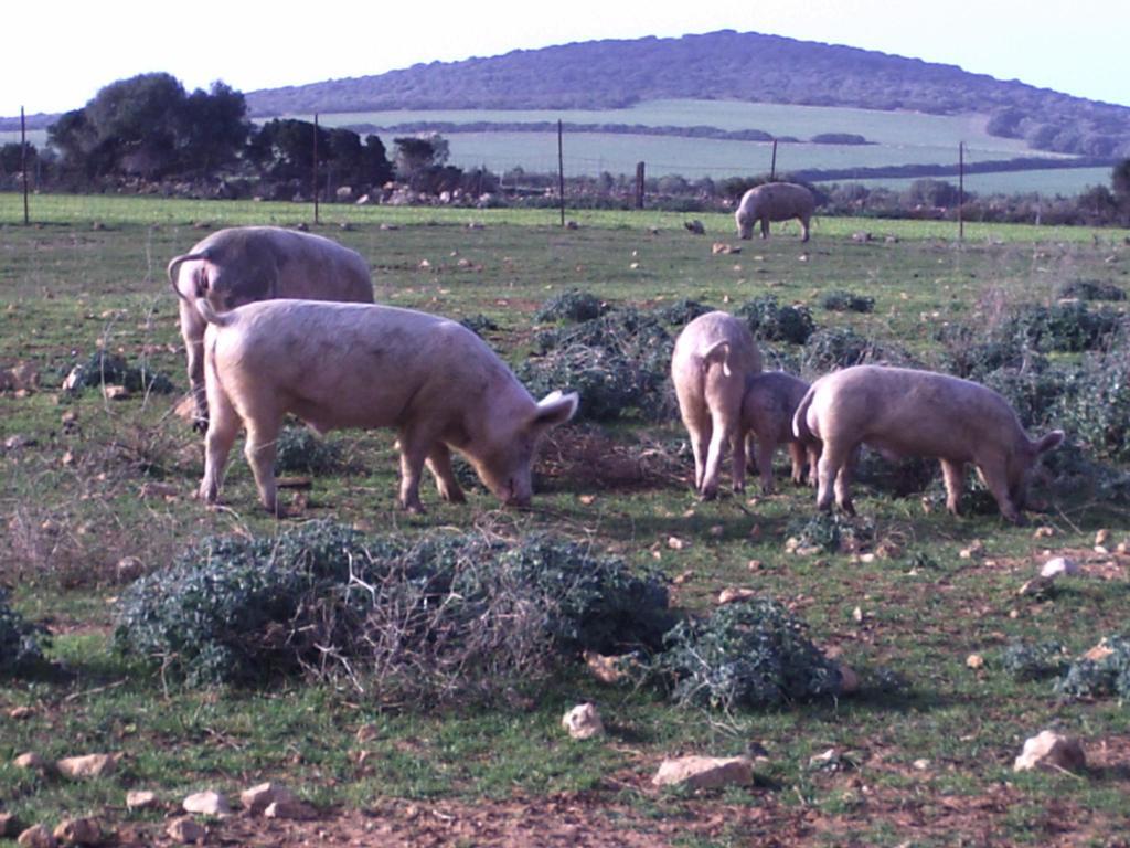 Agriturismo Cuile De Molino Porto Torres Dış mekan fotoğraf