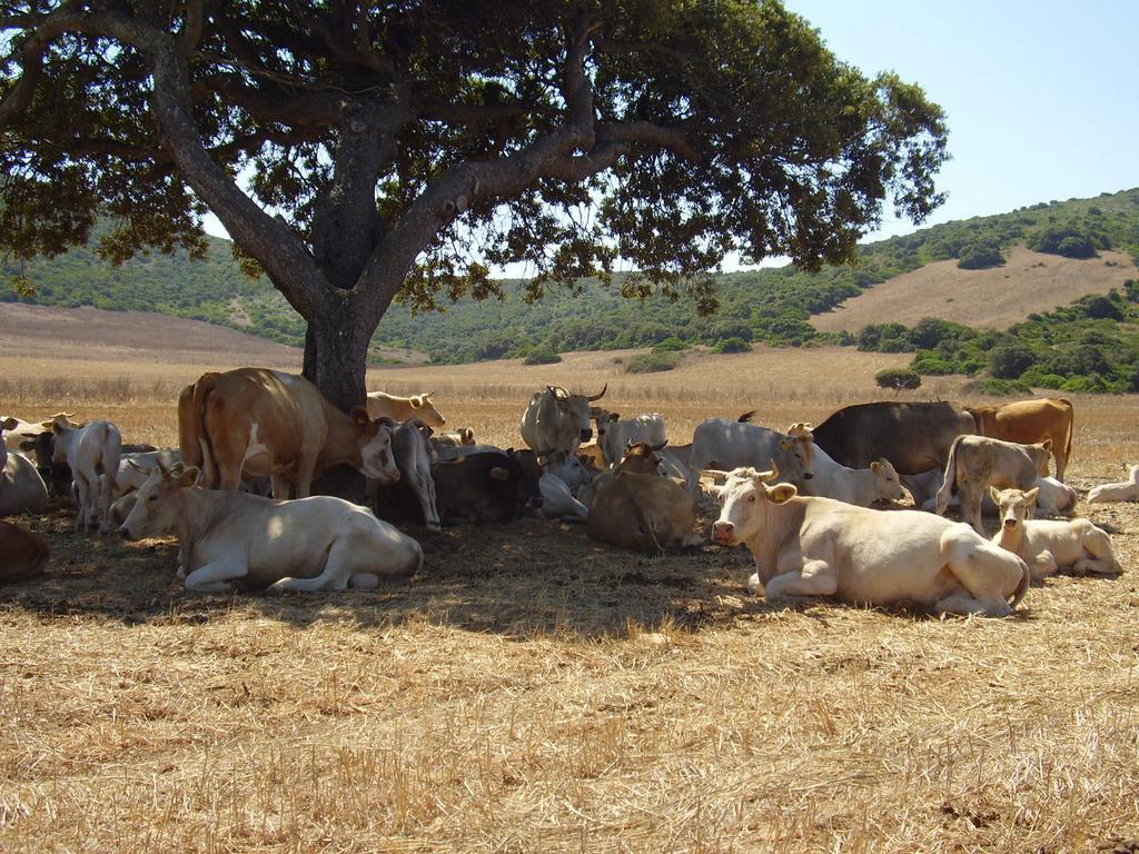 Agriturismo Cuile De Molino Porto Torres Dış mekan fotoğraf