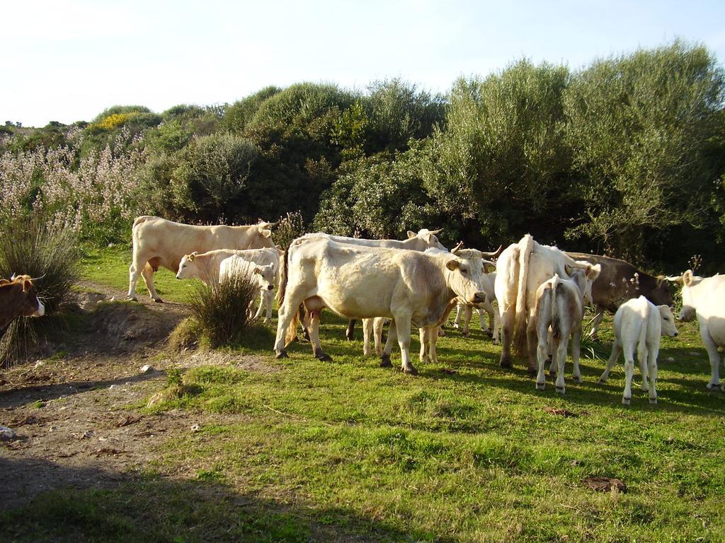 Agriturismo Cuile De Molino Porto Torres Dış mekan fotoğraf