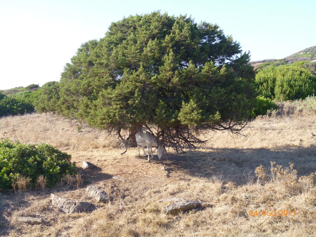 Agriturismo Cuile De Molino Porto Torres Dış mekan fotoğraf